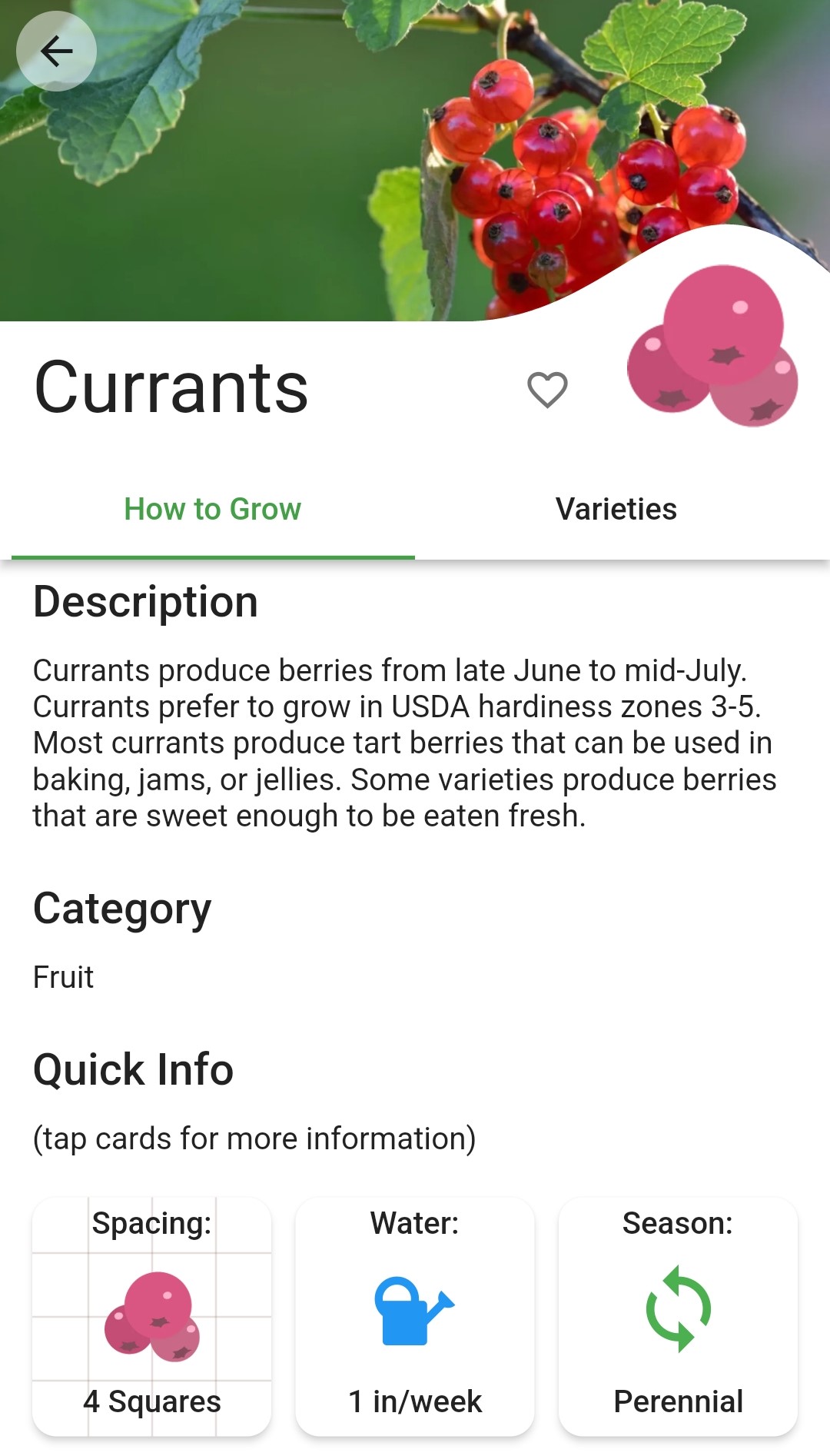 Screenshot of a newly created currant plant