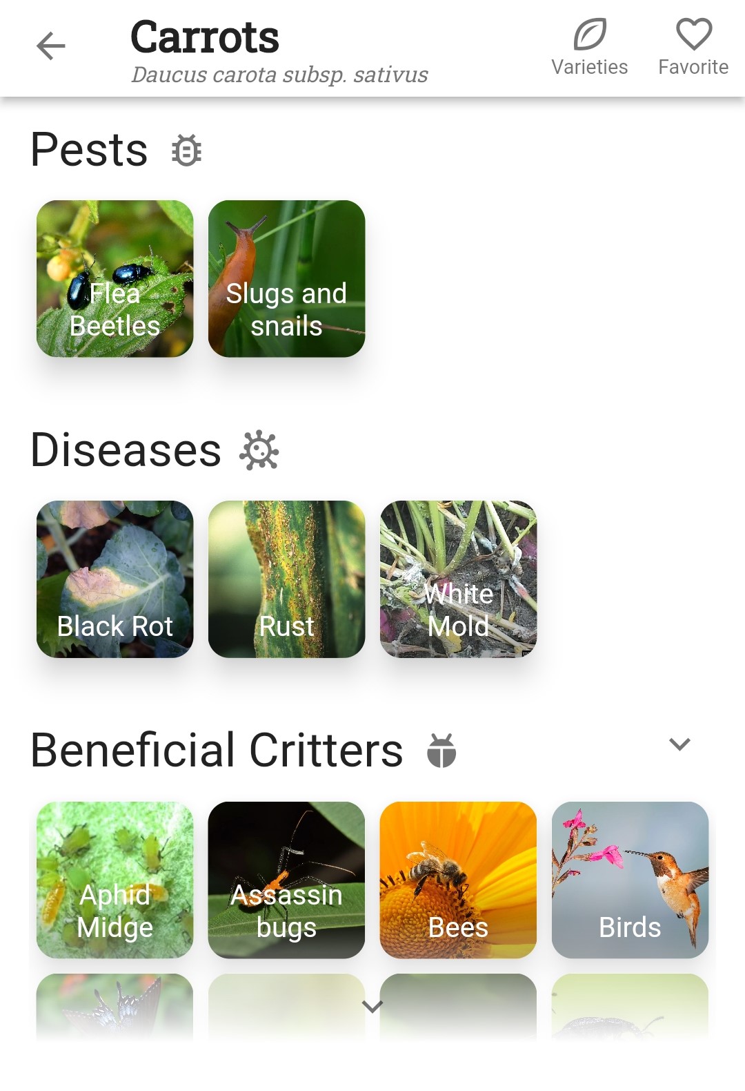 Screenshot of carrot Pests and Diseases